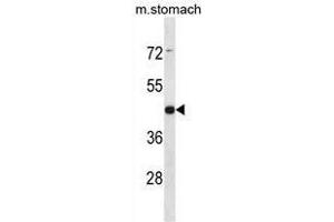 ARRDC1 Antibody (Center) western blot analysis in mouse stomach tissue lysates (35µg/lane). (ARRDC1 anticorps  (Middle Region))