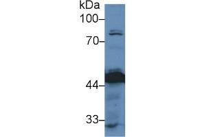 Detection of PDHA1 in Human HepG2 cell lysate using Polyclonal Antibody to Pyruvate dehydrogenase alpha 1 (PDHA1)