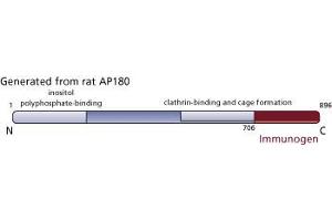 Image no. 3 for anti-Synaptosomal-Associated Protein 91 (SNAP91) (AA 706-896) antibody (ABIN967993) (SNAP91 anticorps  (AA 706-896))
