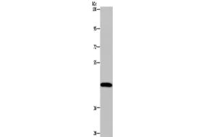 Western Blotting (WB) image for anti-Cytochrome P450, Family 1, Subfamily A, Polypeptide 2 (CYP1A2) antibody (ABIN2433521) (CYP1A2 anticorps)