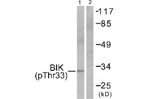 Western blot analysis of extracts from HepG2 cells, using BIK (Phospho-Thr33) antibody (#A0053, Line 1 and 2). (BIK anticorps  (pThr33))