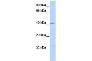 WB Suggested Anti-GJA1 Antibody Titration:  0. (Connexin 43/GJA1 anticorps  (Middle Region))