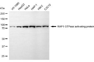 Western blotting analysis using RAP1 GTPase activating protein antibody (ABIN7800131).