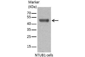 WB Image Sample (30 ug of whole cell lysate) A: 293T 10% SDS PAGE antibody diluted at 1:1000 (Caspase 9 anticorps)