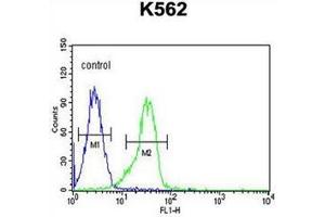 Flow cytometric analysis of K562 cells using FAM155A Antibody (N-term) Cat. (FAM155A anticorps  (N-Term))