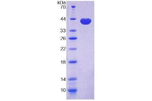 SDS-PAGE analysis of Cow GAL4 Protein. (GAL4 Protéine)