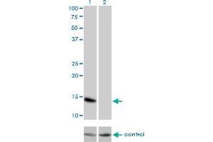 Western blot analysis of ID3 over-expressed 293 cell line, cotransfected with ID3 Validated Chimera RNAi (Lane 2) or non-transfected control (Lane 1). (ID3 anticorps  (AA 1-83))