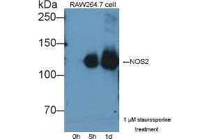 Detection of NOS2 in lysates of RAW264. (NOS2 anticorps  (AA 734-966))