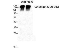 Western Blotting (WB) image for anti-Interleukin 6 Signal Transducer (Gp130, Oncostatin M Receptor) (IL6ST) (Ser552) antibody (ABIN3179917) (CD130/gp130 anticorps  (Ser552))