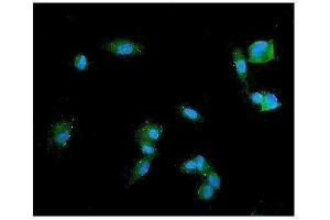 IF analysis of SYP using anti-SYP antibody (ABIN7603120). (Synaptophysin anticorps  (N-Term))