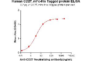 ELISA plate pre-coated by 2 μg/mL (100 μL/well) Human CD27, mFc-His tagged protein (ABIN6961086, ABIN7042201 and ABIN7042202) can bind Anti-CD27 Neutralizing antibody ABIN6964431 and ABIN7272567 in a linear range of 0.