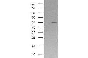Image no. 1 for anti-Mdm4-binding Protein (MDM4) antibody (ABIN1499360) (MDM4-binding Protein anticorps)