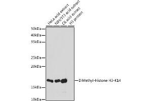 Western blot analysis of extracts of various cell lines, using DiMethyl-Histone H3-K14 antibody (ABIN7267679) at 1:1000 dilution.