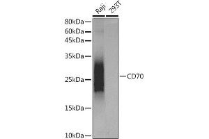 Western blot analysis of extracts of various cell lines, using CD70 antibody (ABIN7266215) at dilution.