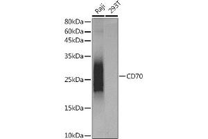 Western blot analysis of extracts of various cell lines, using CD70 antibody (ABIN7266215) at dilution. (CD70 anticorps)