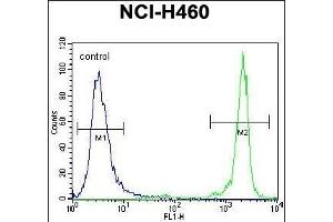 GDF15 Antibody (N-term) (ABIN656484 and ABIN2845763) flow cytometric analysis of NCI- cells (right histogram) compared to a negative control cell (left histogram). (GDF15 anticorps  (N-Term))