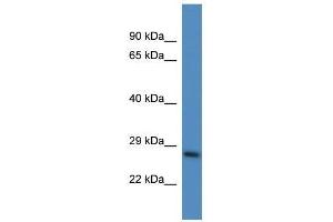 Western Blot showing Psmd10 antibody used at a concentration of 1. (PSMD10 anticorps  (N-Term))