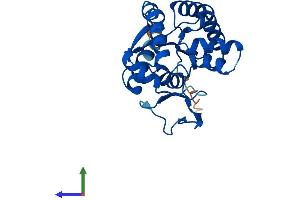 AlphaFold protein structure predicition of Mouse Recombinant Ak2 Protein, UniprotID Q9WTP6