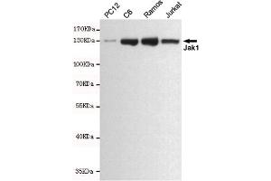 Western blot analysis of extracts from PC12,C6,Ramos and Jurkat cell lysates using Jak1 mouse mAb (1:500 diluted). (JAK1 anticorps)