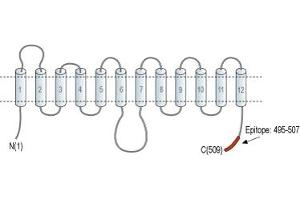 Representative domain view of the target of ABIN7885455.