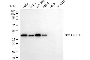 Western blotting analysis using EFHD1 antibody (ABIN7798425). (EFHD1 anticorps)
