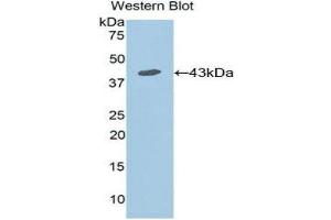Western Blotting (WB) image for anti-Interleukin 7 Receptor (IL7R) (AA 173-260) antibody (ABIN3205857) (IL7R anticorps  (AA 173-260))