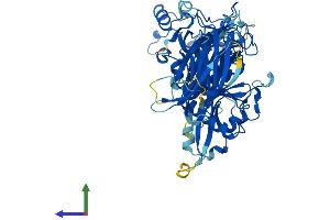 AlphaFold protein structure predicition of Human Recombinant CAPN5 Protein, UniprotID O15484