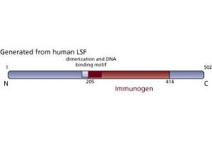 Image no. 3 for anti-Transcription Factor CP2 (TFCP2) (AA 205-414) antibody (ABIN968193)