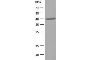 Western Blotting (WB) image for Prostaglandin Reductase 2 (PTGR2) (AA 1-351) protein (His-IF2DI Tag) (ABIN7124610)