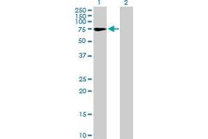 Western Blot analysis of ZNF319 expression in transfected 293T cell line by ZNF319 MaxPab polyclonal antibody. (ZNF319 anticorps  (AA 1-582))
