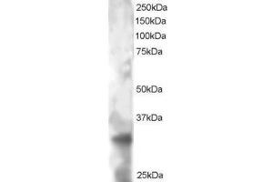 Image no. 1 for anti-Tetraspanin 32 (TSPAN32) (AA 308-320) antibody (ABIN299440) (TSPAN32 anticorps  (AA 308-320))