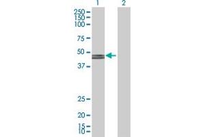 Western Blot analysis of GCDH expression in transfected 293T cell line by GCDH MaxPab polyclonal antibody.