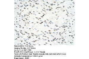 Rabbit Anti-ILF3 Antibody  Paraffin Embedded Tissue: Human Muscle Cellular Data: Skeletal muscle cells Antibody Concentration: 4. (Interleukin enhancer-binding factor 3 (ILF3) (N-Term) anticorps)