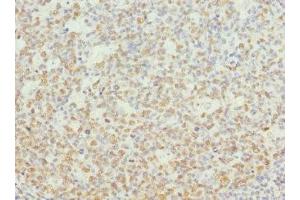 Immunohistochemistry of paraffin-embedded human tonsil tissue using ABIN7161751 at dilution of 1:100