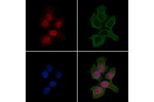 ABIN6263646 and ABIN6279499 staining HepG2 cells by IF/ICC. (Nkx2-2 anticorps  (Internal Region))