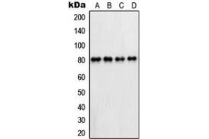 Western blot analysis of PFKL expression in HepG2 (A), A431 (B), Raw264.