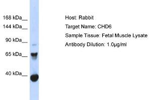 Host: Rabbit Target Name: CHD6 Sample Type: Fetal Muscle lysates Antibody Dilution: 1. (CHD6 anticorps  (C-Term))
