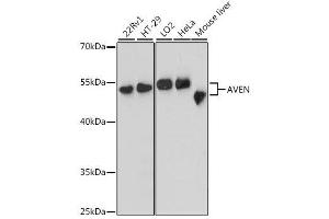 Western blot analysis of extracts of various cell lines, using AVEN antibody. (AVEN anticorps  (AA 203-362))