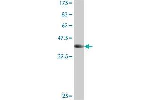Western Blot detection against Immunogen (37.