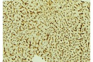 ABIN6273820 at 1/100 staining Mouse liver tissue by IHC-P. (VRK2 anticorps  (Internal Region))