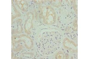 Immunohistochemistry of paraffin-embedded human kidney tissue using ABIN7162248 at dilution of 1:100 (OPA3 anticorps  (AA 25-179))