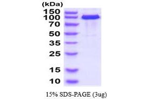 SDS-PAGE (SDS) image for Cadherin 5 (CDH5) (AA 29-599) protein (hIgG-His-tag) (ABIN5854789) (Cadherin 5 Protein (CDH5) (AA 29-599) (hIgG-His-tag))