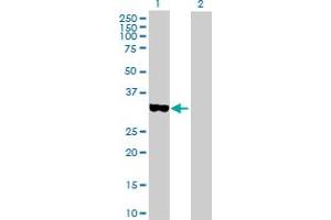 Western Blot analysis of STAP1 expression in transfected 293T cell line by STAP1 MaxPab polyclonal antibody.