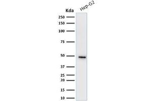 anti-Keratin 19 (KRT19) antibody