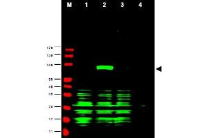 Image no. 1 for anti-Ajuba LIM Protein (AJUBA) (AA 224-239) antibody (ABIN401292) (AJUBA anticorps  (AA 224-239))