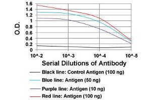ELISA analysis of TIE1 monoclonal antibody, clone 8D12B10  at 1:10000 dilution.