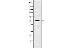 Western blot analysis GCNT4 using HuvEc whole cell lysates