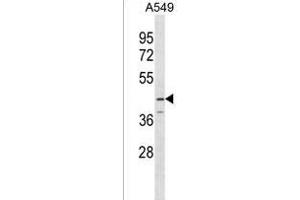 SERPINB12 Antibody (Center) (ABIN1537821 and ABIN2849877) western blot analysis in A549 cell line lysates (35 μg/lane). (SERPINB12 anticorps  (AA 131-157))