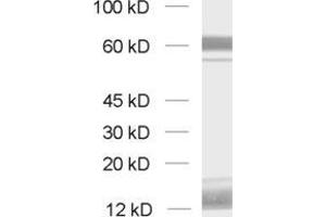 Western Blotting (WB) image for anti-Cell Adhesion Molecule 4 (CADM4) (AA 376-388) antibody (ABIN1742494) (Cell Adhesion Molecule 4 anticorps  (AA 376-388))