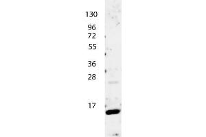 anti-Human IL-4 antibody shows detection of a band ~15 kDa in size corresponding to recombinant human IL-4. (IL-4 anticorps)